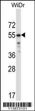 Anti-TFCP2L1 (Center) Antibody
