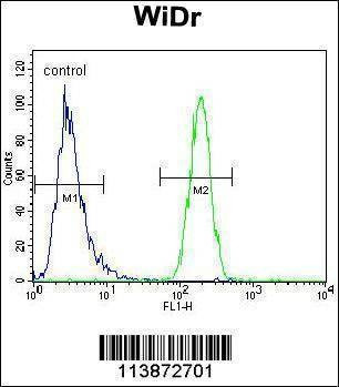 Anti-TFCP2L1 (Center) Antibody