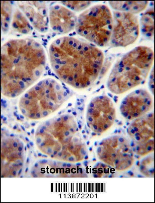 Anti-TFCP2L1 (Center) Antibody