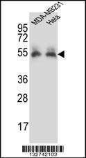 Anti-PRCP (N-term) Antibody