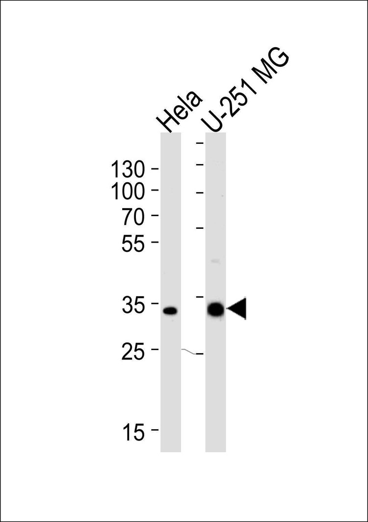Anti-TAF8 (Center) Antibody