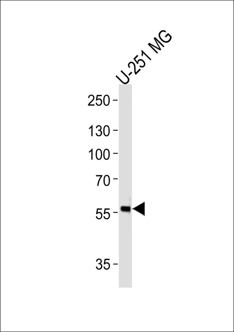 Anti-PHF17 (N-term) Antibody