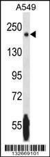 Anti-NRK (Center) Antibody