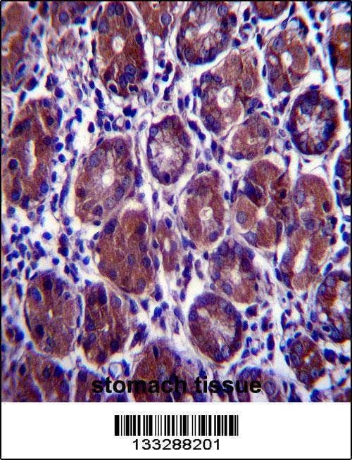 Anti-Mouse EIF2S1 (N-term) Antibody