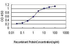 Anti-CDC25A Antibody