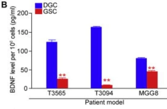 The kit was used to quantify secreted BDNF protein levels in conditioned media from paired glioblastoma stem cells and differentiated tumor cells derived from primary human glioblastoma specimens. Figure adapted from Wang et al., Cell Stem Cell, 2018.