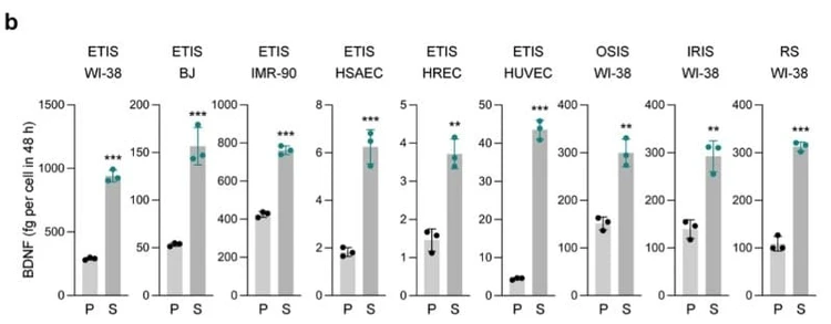 The ELH-BDNF ELISA Kit was used to quantify secreted BDNF protein levels in conditioned media collected from proliferating and senescent human cells. Figure adapted from Anerillas et al., Nature Communications, 2022.