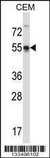 Anti-POU3F3 (Center) Antibody