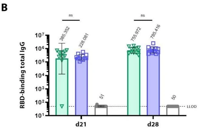 IEQ-CoVS1RBD-IgG was used to quantify SARS-CoV-2 S1 RBD–specific IgG antibodies in serum from vaccinated animals, showing increased RBD-binding IgG titers after immunization. Figure adapted from Reguzova et al., NPJ Vaccines, 2024.