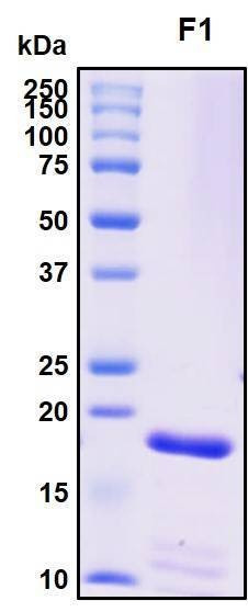 Recombinant Yersinia pestis F1 capsule protein