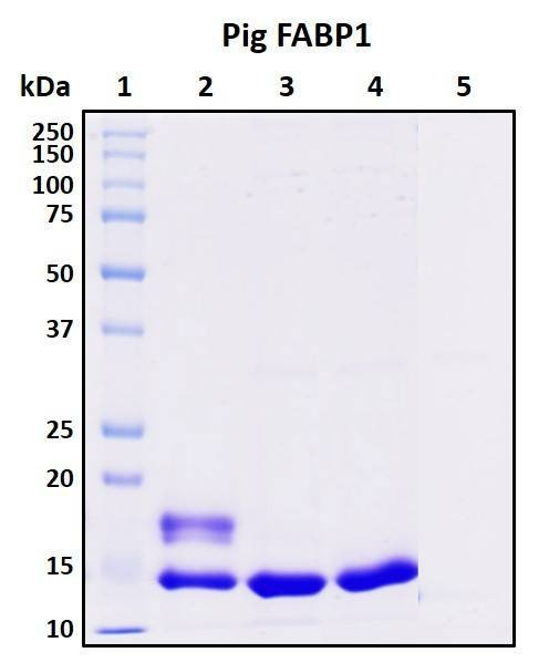 Recombinant Porcine (pig) FABP1 Protein