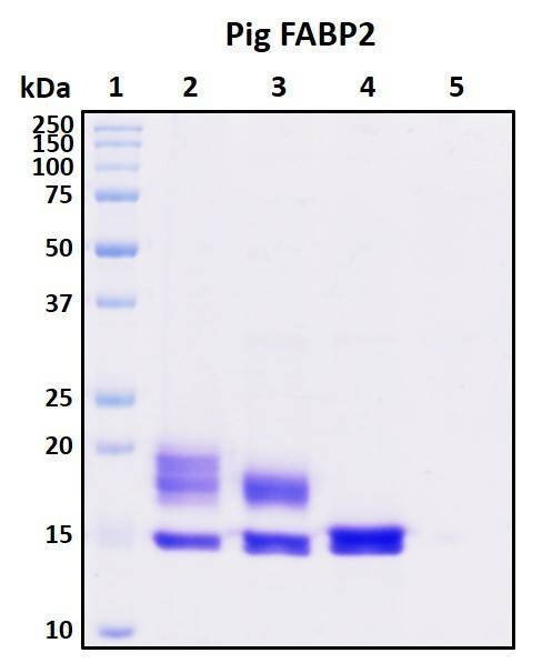 Recombinant Porcine (pig) FABP2 Protein, HEK293