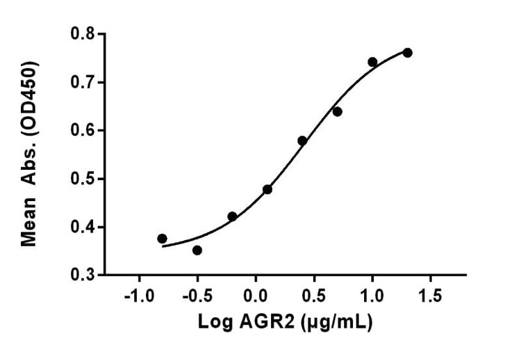 Recombinant Human AGR2 Protein, HEK293 Lysate