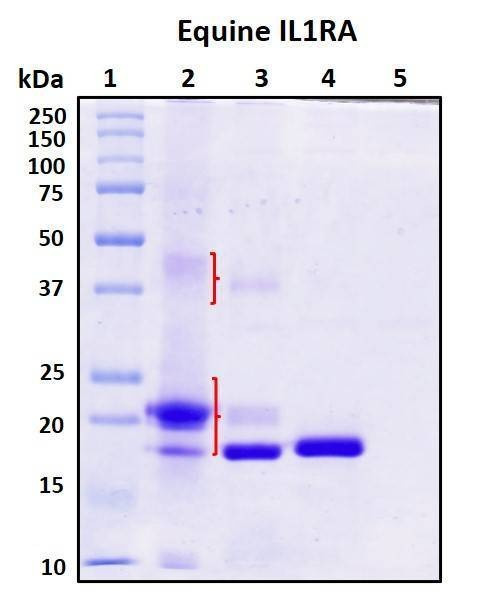 Recombinant Equine IL-1RA Protein