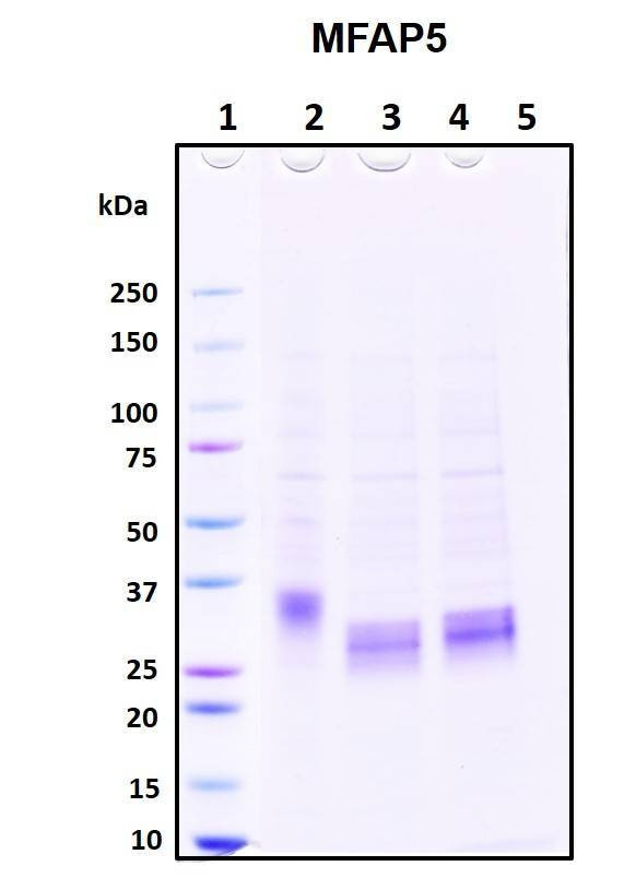 Recombinant Human Microfibrillar-associated protein 5 (MFAP5)
