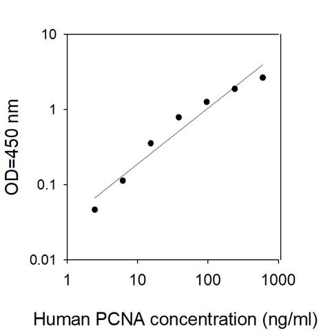 This protein is used as the standard in the ELISA kit (catalog number: ELH-PCNA).