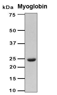 Recombinant Human Myoglobin Protein