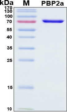 Recombinant S. aureus PBP2a Protein