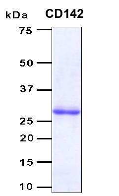 Recombinant Human CD142 (F3) Protein