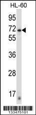 Anti-ZNF415 (N-term) Antibody