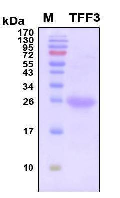 Recombinant Human TFF3 Protein