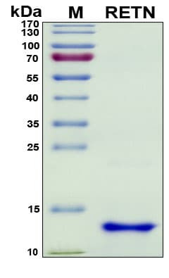 Recombinant Human Resistin Protein, Antigen Grade