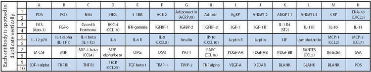 Human Obesity Array C1