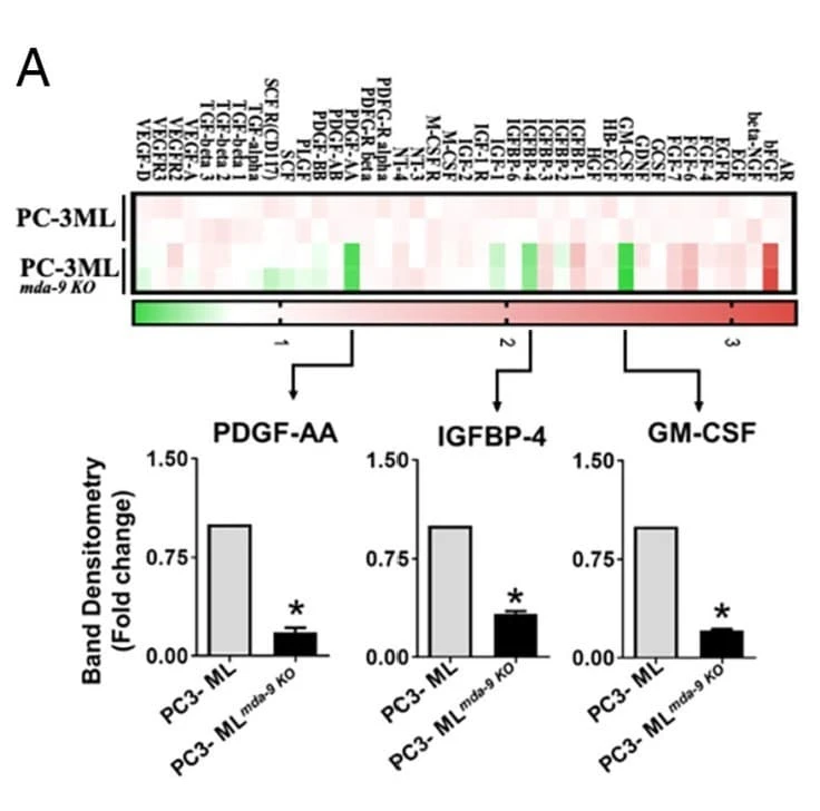 Figure adapted from Maji et al., PNAS, 2023.