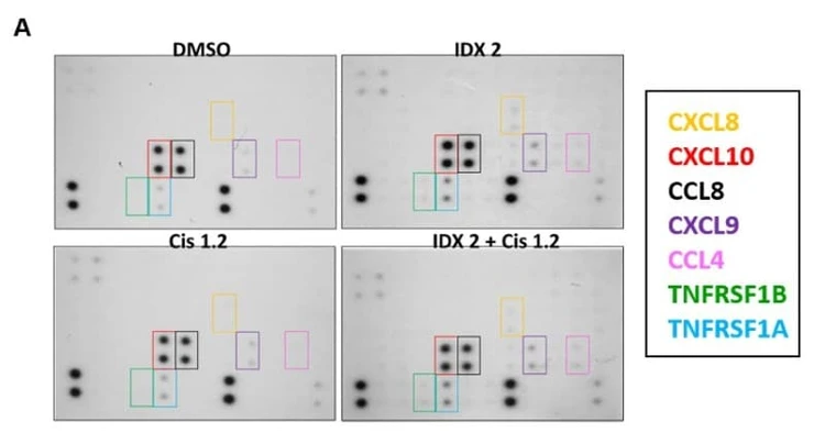 Figure adapted from Kam et al., Journal of Advanced Research, 2024.