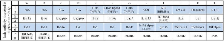 Human Th1/Th2/Th17 Array C1