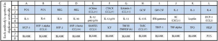 Mouse Cytokine Array C2
