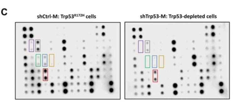 Figure adapted from Efe et al., Cancer Discovery, 2023.