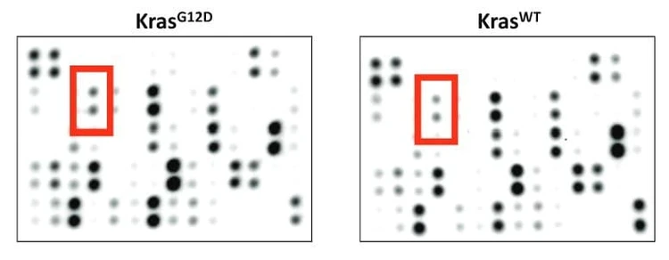Figure adapted from Li et al., Developmental Cell, 2024.