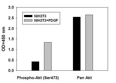 Phospho-AKT (S473) ELISA Kit