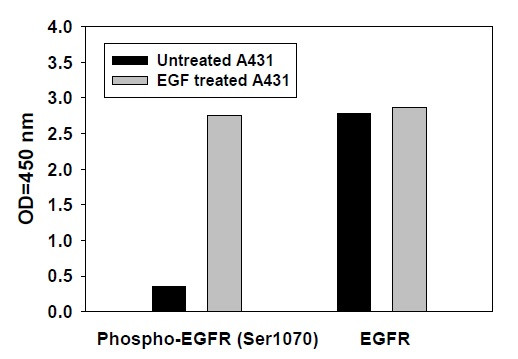 Human Phospho-EGFR (S1070) ELISA Kit