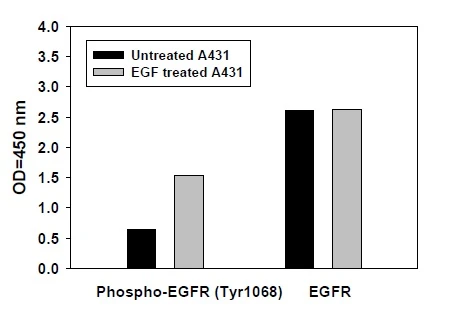 Phospho-EGFR (Y1068) ELISA Kit