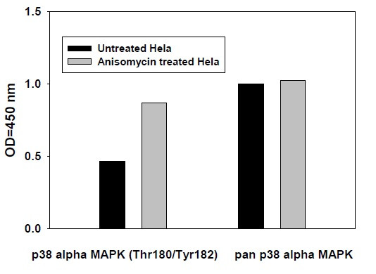 Phospho-p38 alpha (T180/Y182) ELISA Kit