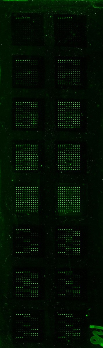 Human Inflammation Array Q3