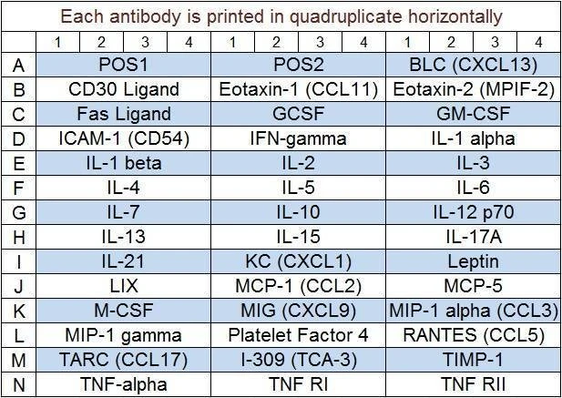 Mouse Inflammation Array Q1