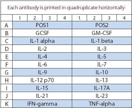 Mouse Interleukin Array Q1