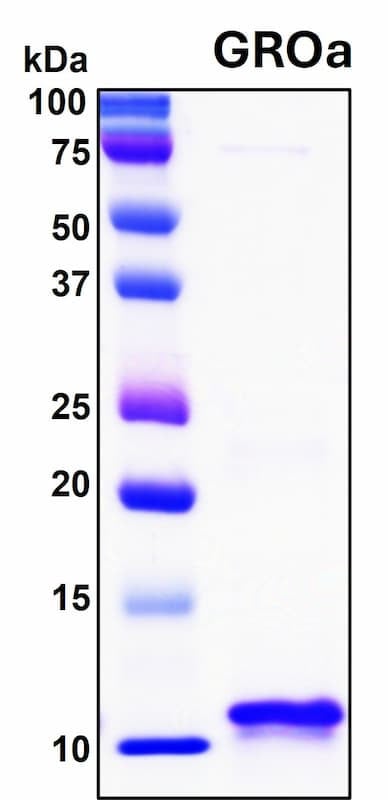 Recombinant Human GRO alpha (CXCL1) Protein