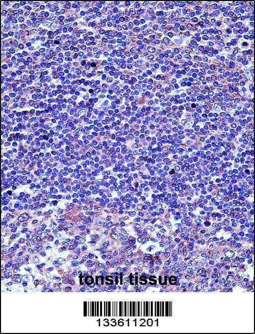 Anti-TUBA4A (C-term) Antibody