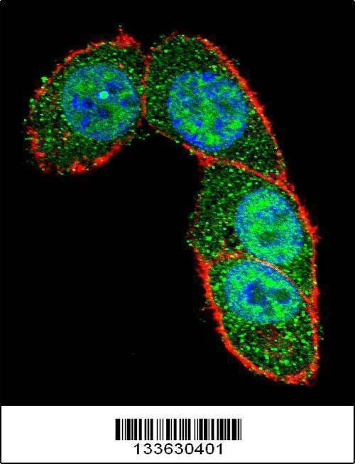 Anti-SMAD3 (Center) Antibody