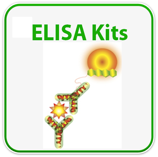 Human bFGF ELISA Kit