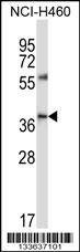 Anti-CD33 (Center) Antibody