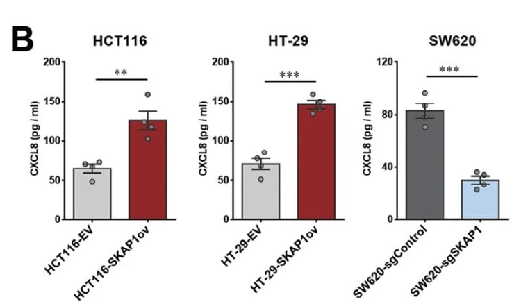 ELH-IL8 was used to measure CXCL8 in colon cancer cell culture supernatants under SKAP1 overexpression or knockdown conditions. Figure adapted from Gao et al., Adv Sci (Weinh)., 2024.