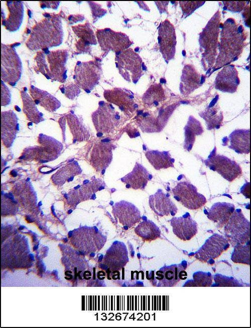 Anti-HSPA12B (N-term) Antibody
