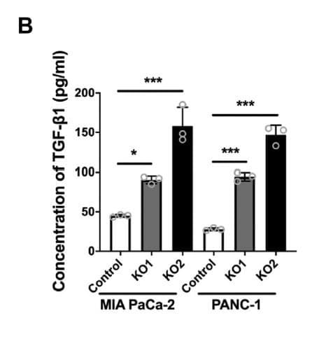 ELH-TGFb1 was used to measure TGF-β1 in culture media from RalGAPβ-deficient and control pancreatic ductal adenocarcinoma cell lines. Figure adapted from Cao et al., Journal of Biological Chemistry, 2023.