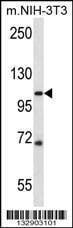 Anti-SIDT2 (Center) Antibody