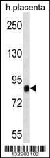 Anti-SIDT2 (Center) Antibody